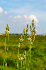 晴れた日の青空とヘラオオバコ