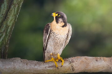 Shaheen falcon (Falco peregrinus peregrinator)