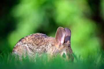 Grey small hare eating grass on summer field. Wild rabbit in nature