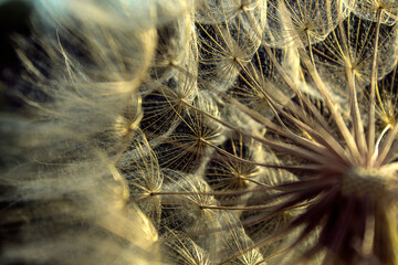 Dandelion flower background close-up on a summer sunny evening