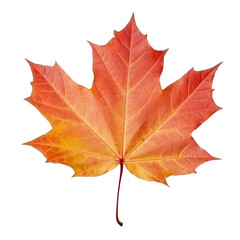 Naklejka na ściany i meble Autumn leaf isolated. Illustration AI Generative.