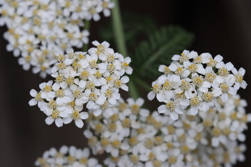 White and gold Yarrow, Official (Achillea millefolium) flowers blooming