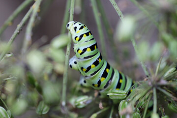 Swallowtail caterpillar eating an angelica plant growing in a garden