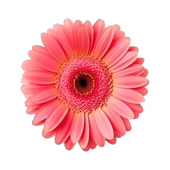 Gerbera flower isolated. Illustration AI Generative