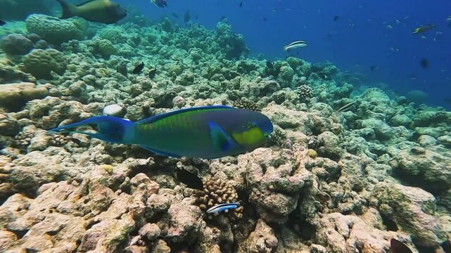 Indian Ocean Steephead Parrotfish is swimming over tropical coral in coral garden in reef of a Maldives island