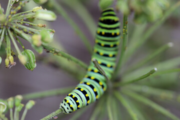 Swallowtail caterpillar and aphids eating angelica growing in a garden