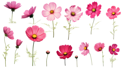 a collection of grunge oil painted cosmos flowers isolated on a transparent background, generative ai