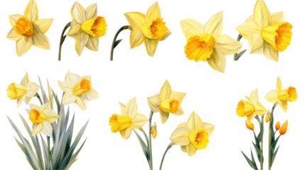 a collection of grunge oil painted daffodils isolated on a transparent background, generative ai