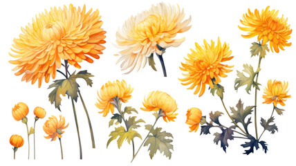 a collection of grunge oil painted chrysanthemums isolated on a transparent background, generative ai