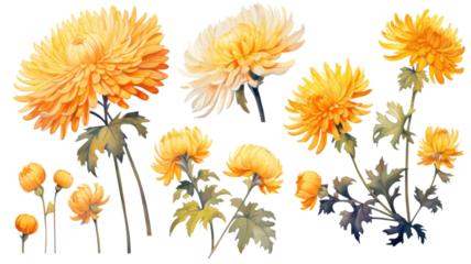 a collection of grunge oil painted chrysanthemums isolated on a transparent background, generative ai