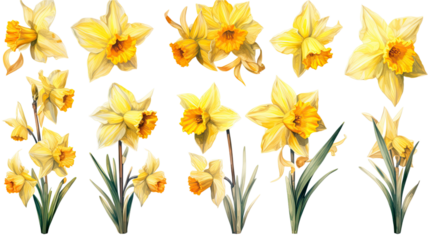 a collection of grunge oil painted daffodils isolated on a transparent background, generative ai