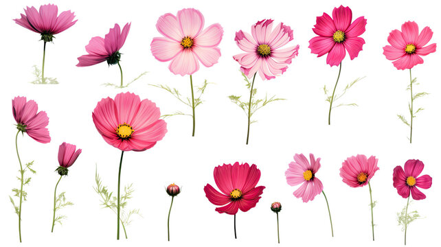 a collection of grunge oil painted cosmos flowers isolated on a transparent background, generative ai