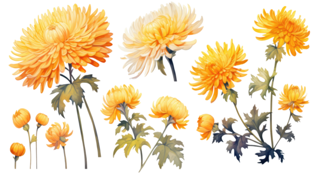 a collection of grunge oil painted chrysanthemums isolated on a transparent background, generative ai