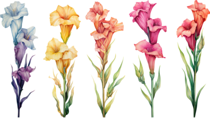 a collection of grunge oil painted gladiolus flowers isolated on a transparent background, generative ai