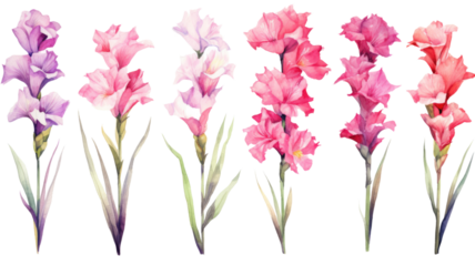 a collection of grunge oil painted gladiolus flowers isolated on a transparent background, generative ai