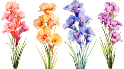 a collection of grunge oil painted gladiolus flowers isolated on a transparent background,...