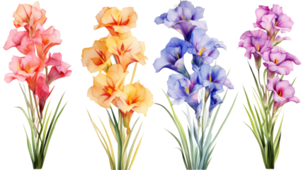 a collection of grunge oil painted gladiolus flowers isolated on a transparent background, generative ai