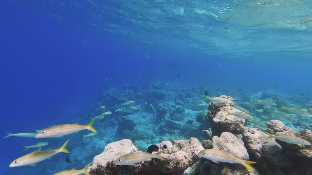 School of yellowfin goatfish swimming over tropical coral in coral garden in reef of Maldives island in wide angle video camera mode
