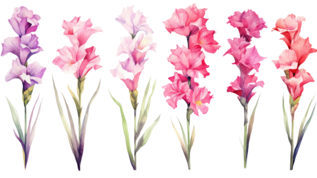 a collection of grunge oil painted gladiolus flowers isolated on a transparent background, generative ai