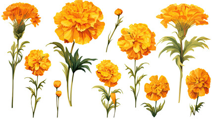 a collection of grunge oil painted marigolds flowers isolated on a transparent background, generative ai