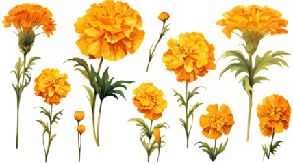 a collection of grunge oil painted marigolds flowers isolated on a transparent background, generative ai