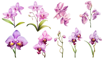 Fototapeta na wymiar a collection of grunge oil painted orchids flowers isolated on a transparent background, generative ai