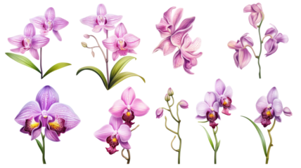 a collection of grunge oil painted orchids flowers isolated on a transparent background, generative ai