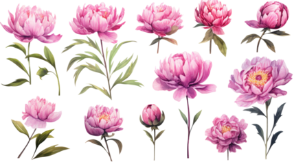 a collection of grunge oil painted peonies flowers isolated on a transparent background, generative ai