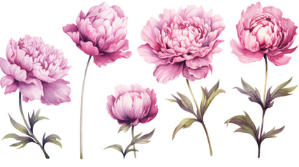 a collection of grunge oil painted peonies flowers isolated on a transparent background, generative ai