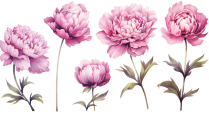 a collection of grunge oil painted peonies flowers isolated on a transparent background, generative ai