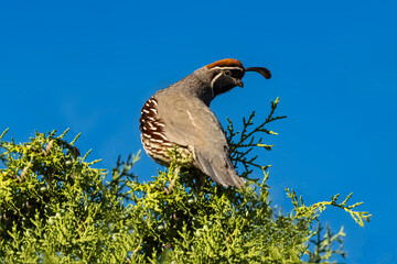 Obraz premium Gambel's Quail (Callipepla gambelii) Perched With Head Profiled