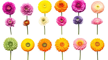 a collection of grunge oil painted ranunculus flowers isolated on a transparent background, generative ai