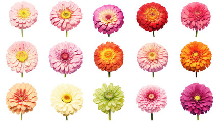Fototapeta na wymiar a collection of grunge oil painted zinnias flowers isolated on a transparent background, generative ai