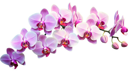 a collection of orchids flowers isolated on a transparent background, generative ai