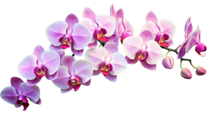 a collection of orchids flowers isolated on a transparent background, generative ai