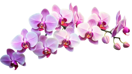 Foto op Canvas a collection of orchids flowers isolated on a transparent background, generative ai © Perfect PNG