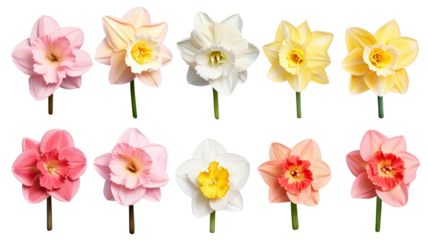 a collection of pastel daffodils flowers isolated on a transparent background, generative ai