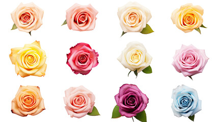 a collection of pastel roses flowers isolated on a transparent background, generative ai