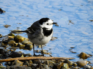 Lavandera blanca (Motacilla alba)