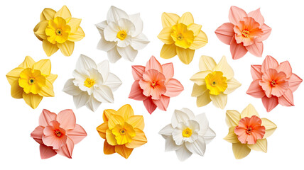 a collection of pastel daffodils flowers isolated on a transparent background, generative ai