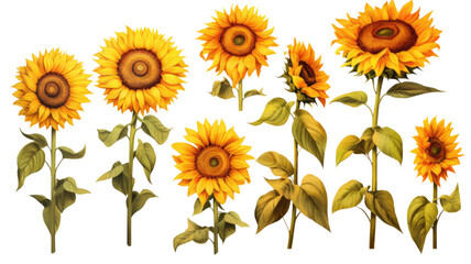 a collection of retro oil painted sunflowers flowers isolated on a transparent background, generative ai