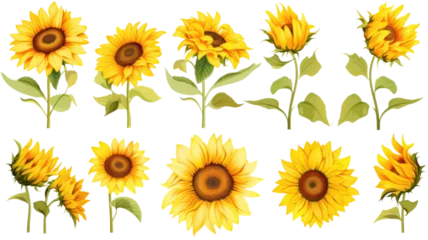 Tuinposter a collection of retro oil painted sunflowers flowers isolated on a transparent background, generative ai © Perfect PNG