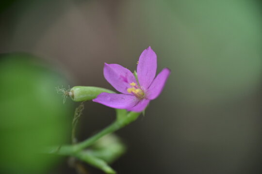 Talinum Paniculatum ( Fame Flower, Jewels Of Opar, Pink Baby's Breath, Ginseng Jawa ) With Natural Background