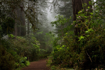 Trail through a redwood forest on a foggy day with flowering rhododendrons