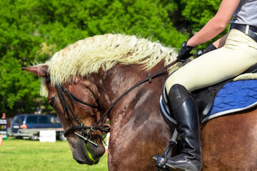Rider on a bay horse at the championship riding close-up. Horseback Riding, Grudziadz, Poland -...