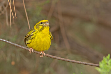 Kulczyk (Serinus serinus)