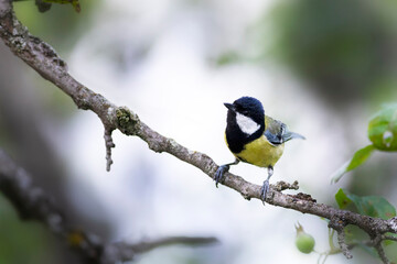 Fototapeta premium Cute little bird. Great tit. Nature background. 