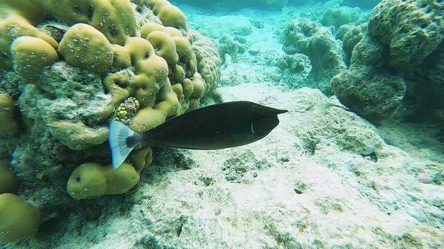 Longnose Unicornfish swimming and hunting over tropical coral at a coral garden in reef of Maldives island in wide angle video camera mode