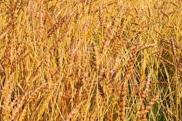 黄金色のムギ畑