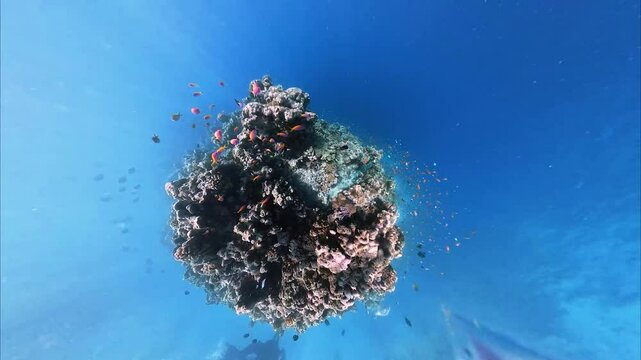 School of bicolor anthias fish and parrotfish swimming over tropical coral in coral garden in reef of Maldives island in 360 video camera degree modus